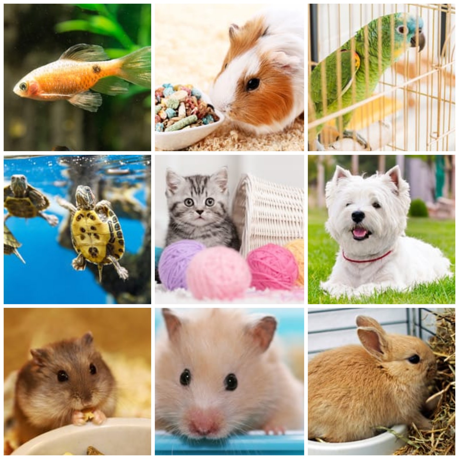 different pets, fish, guinea pig, parrot, tortoise, cat, dog, hamsters, rabbit