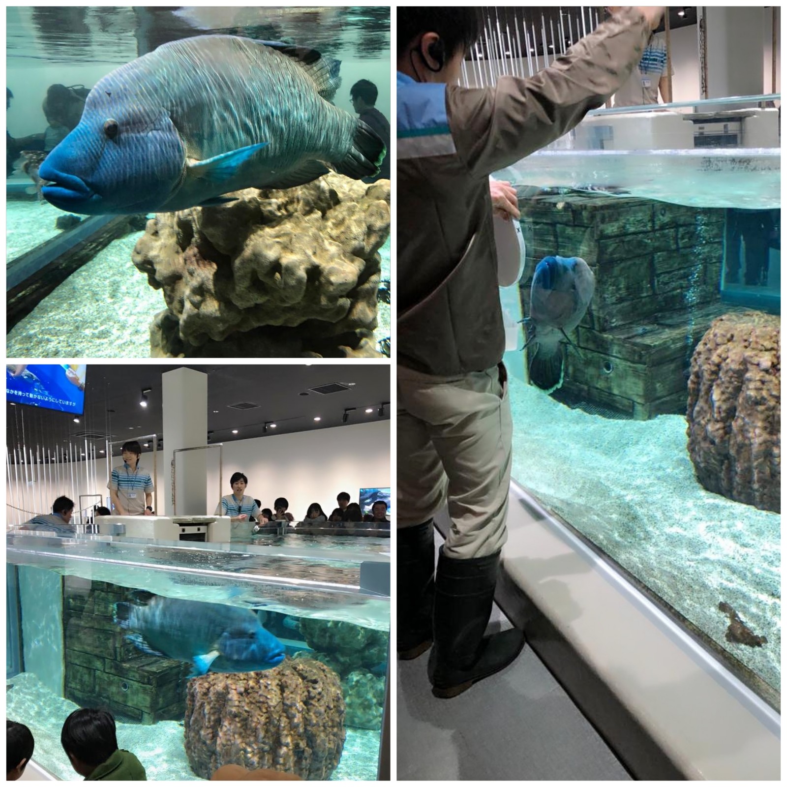 Osaka Nifrel aquazoo aquariums