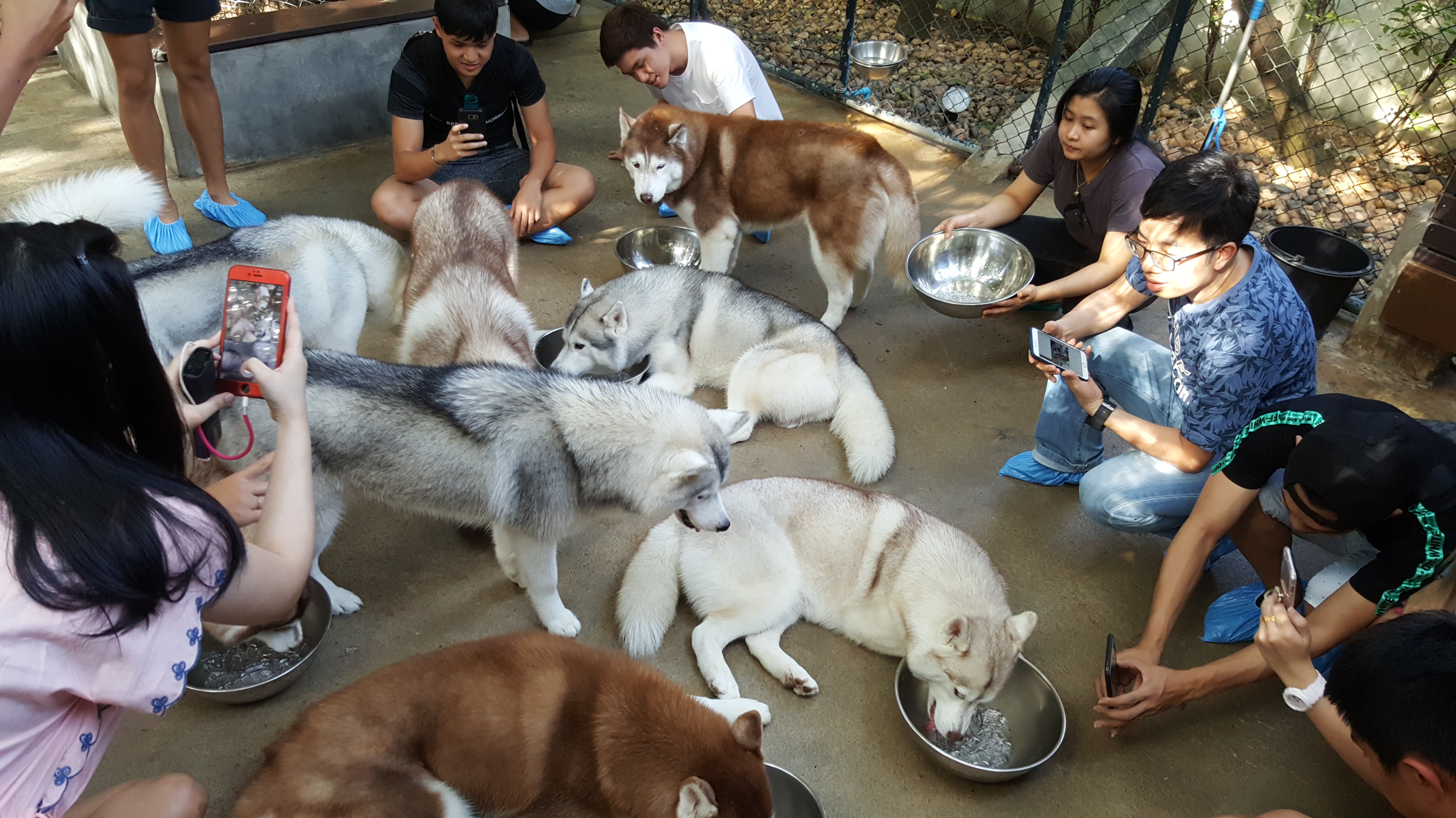 Husky Cafe Bangkok