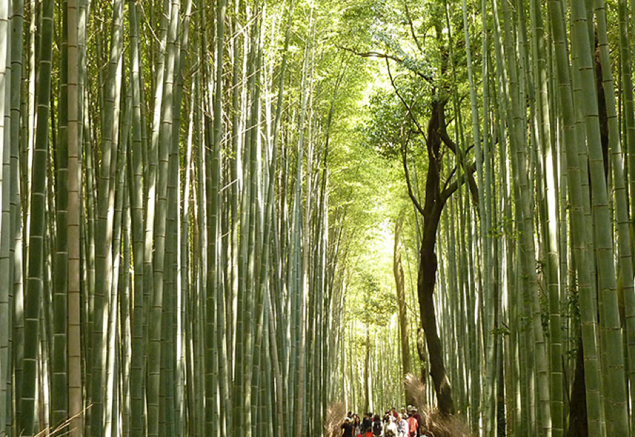 Bamboo forest Park Kyoto