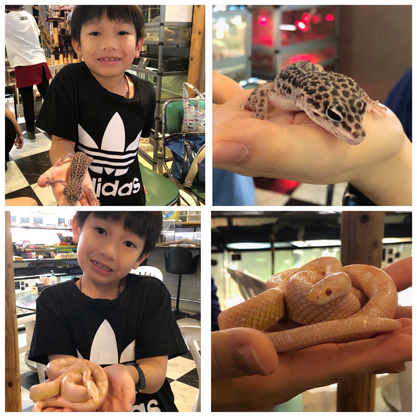 young child holding gecko and snake at Osaka Reptile Cafe