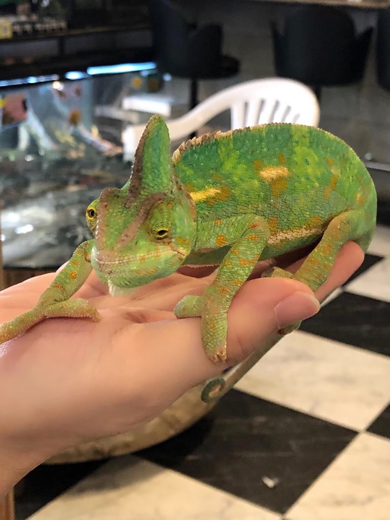 chameleon at Osaka Reptiles Cafe