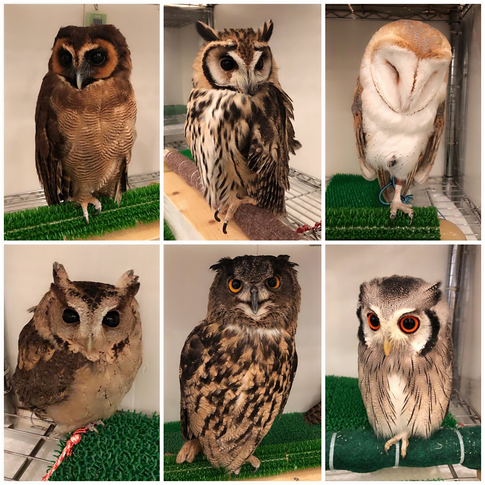 owls at the Osaka Owl Cafe 