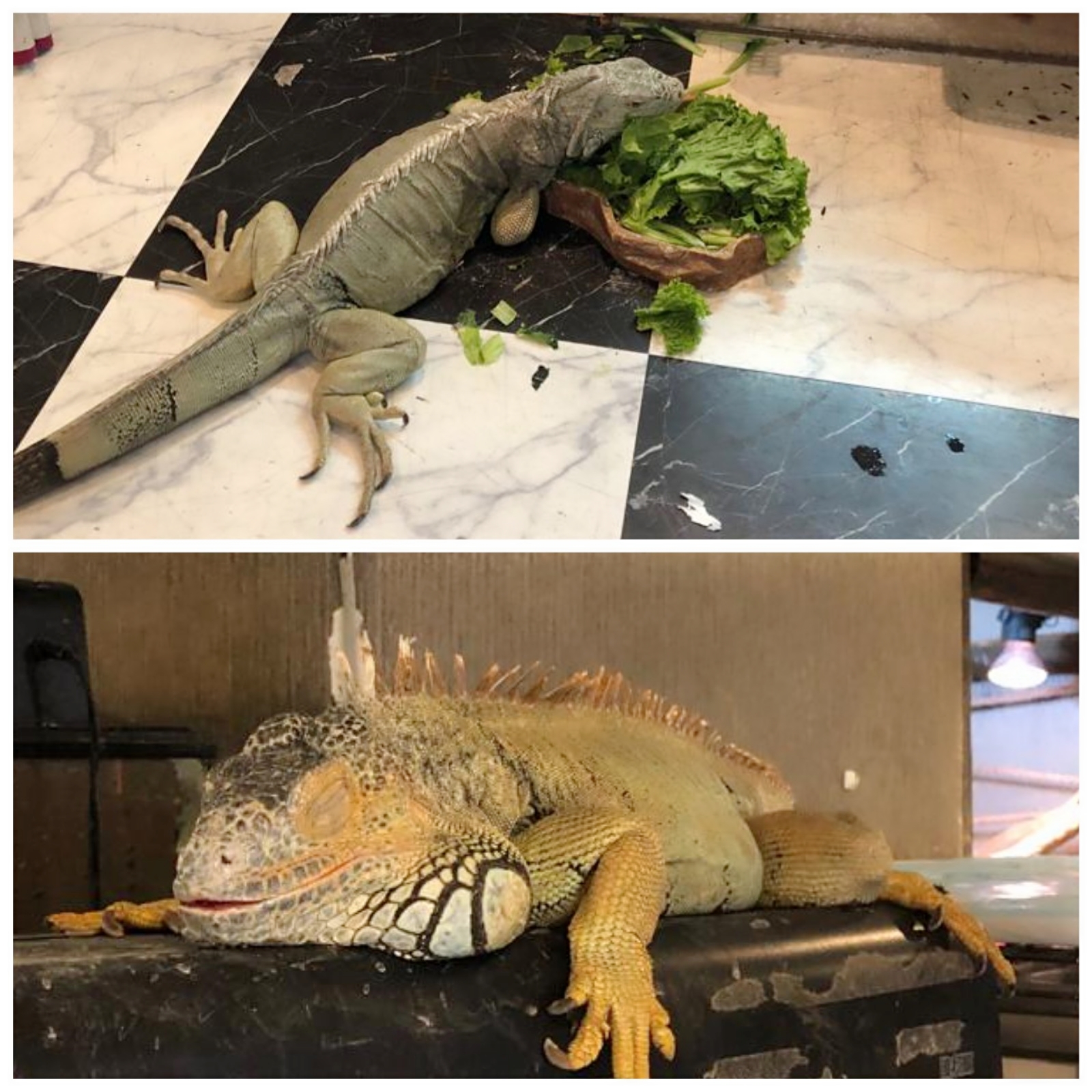 iguanas at Osaka Reptile Cafe