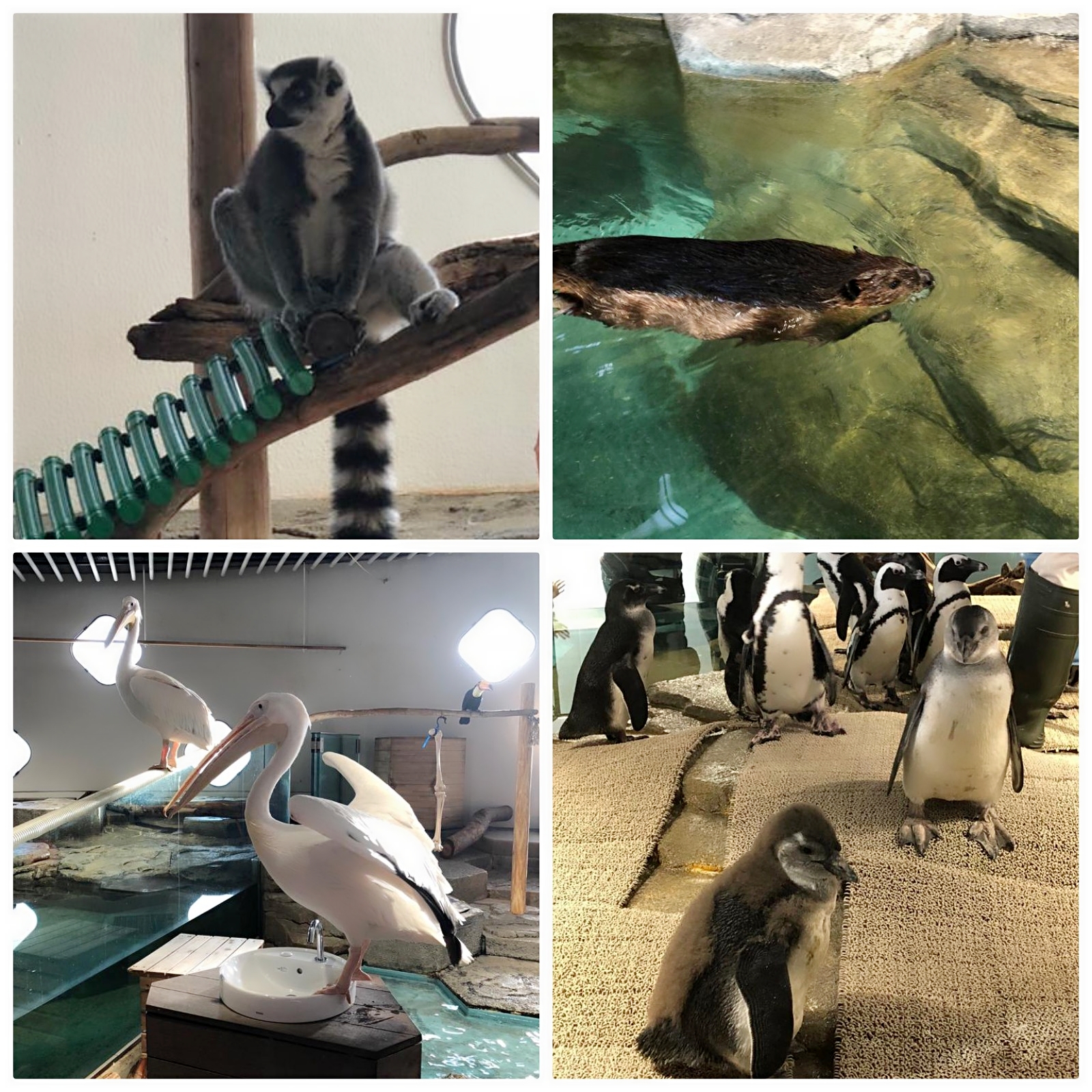 animals at Osaka Nifrel