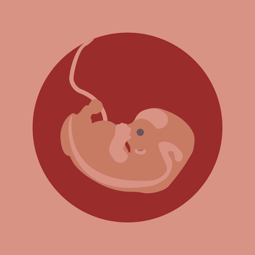 human embryo pregnancy