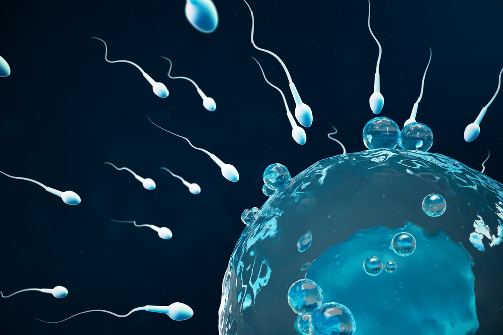 human fertilization sperm entering egg 