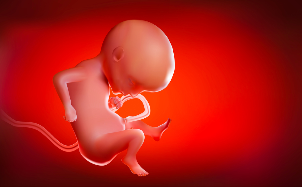 human baby visual pregnancy week 15