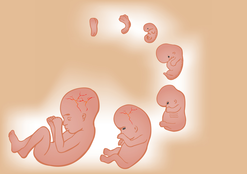 visual of human baby growth 9 weeks