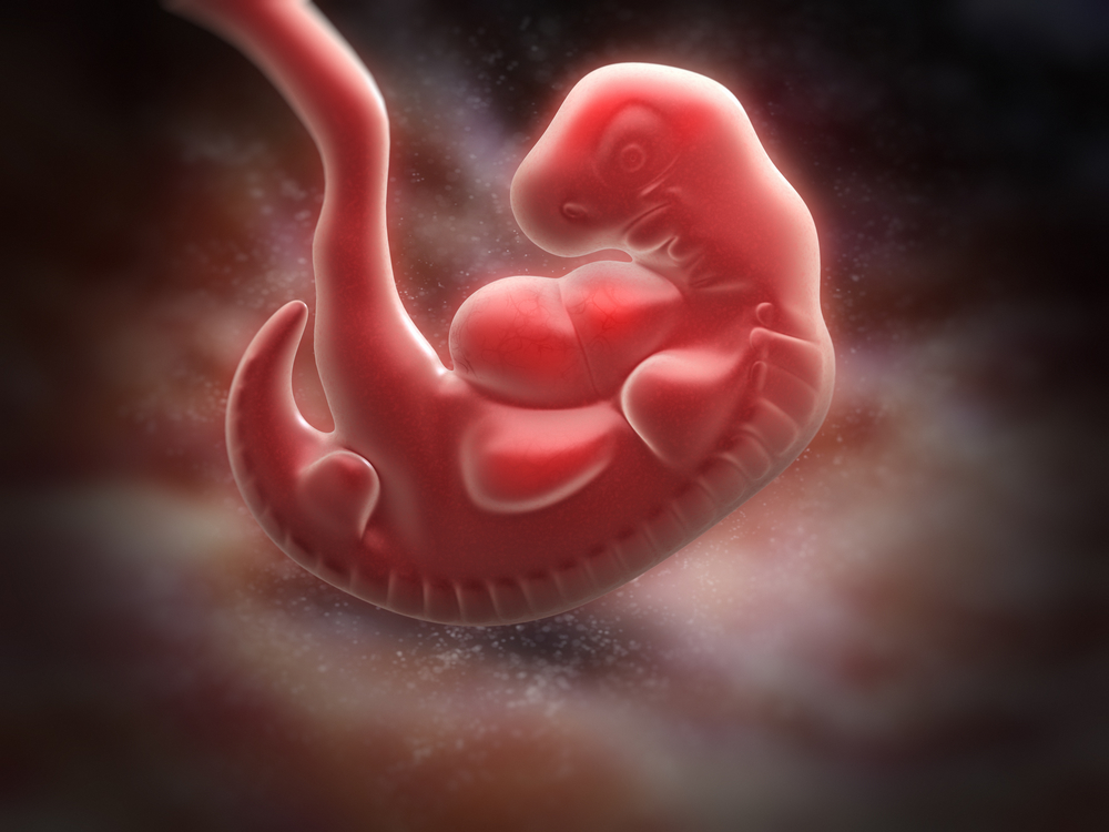 human embryo pregnancy week 5