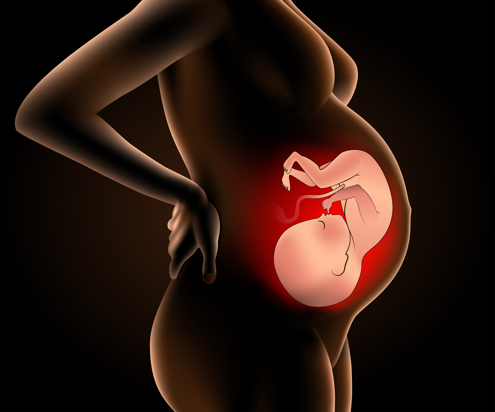 pregnancy week 25 baby in womb side profile visual
