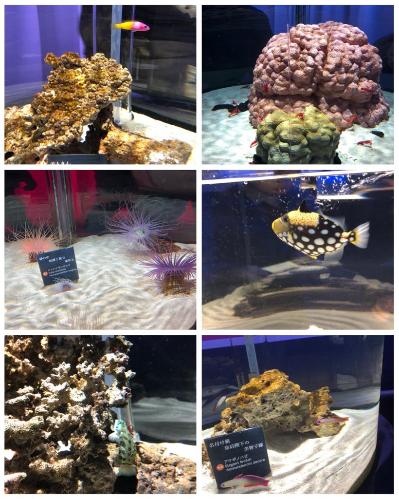 Nifrel in Osaka aquazoo marine animals