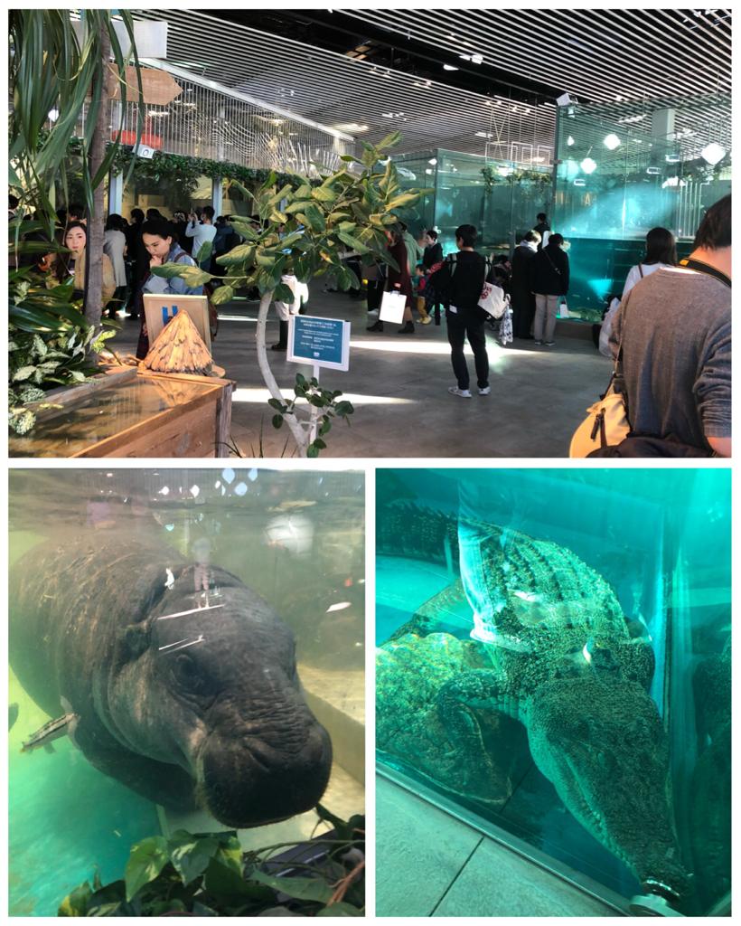 Osaka Nifrel marine animals hippo and alligator