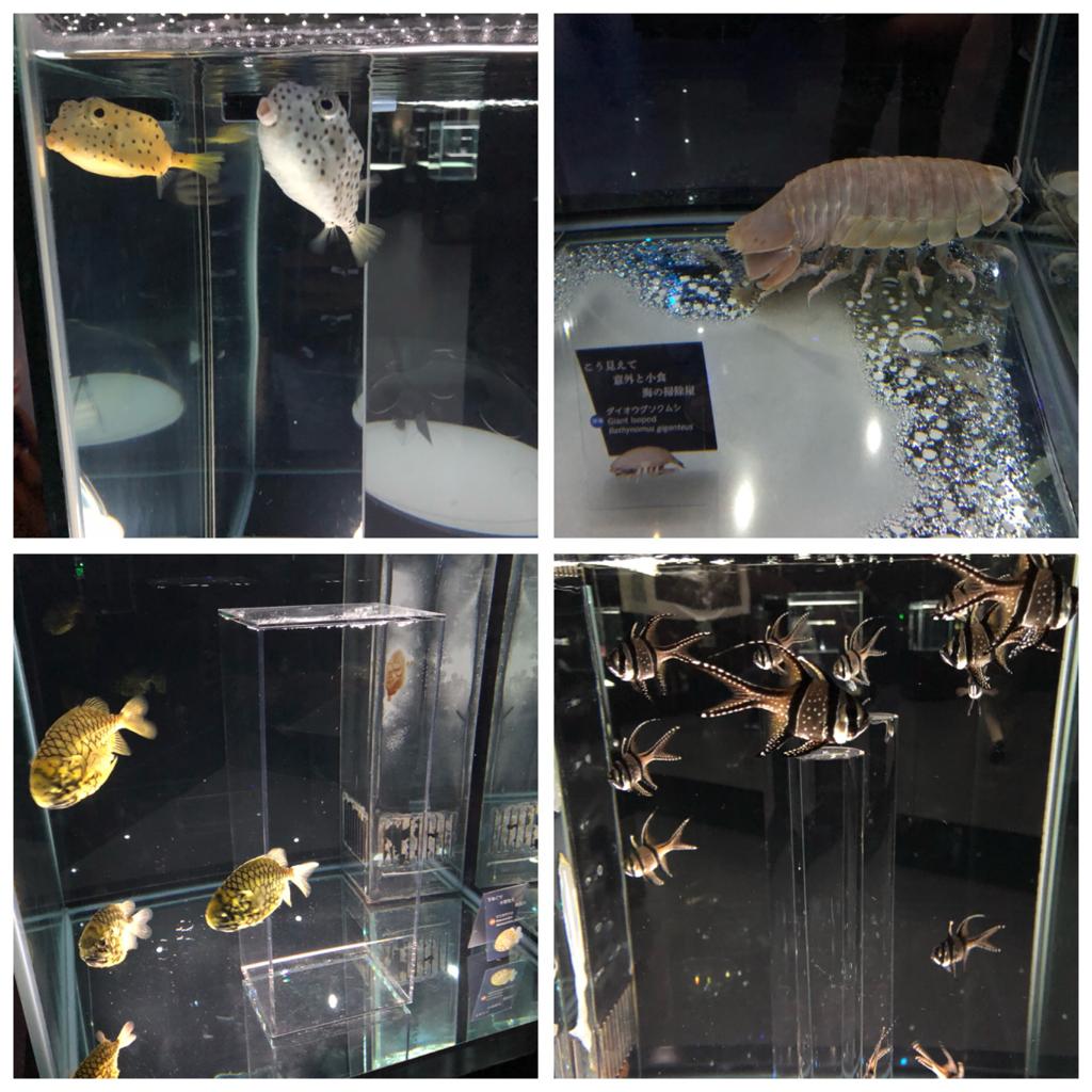 Osaka Nifrel aquariums and fishes