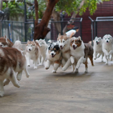 husky cafe Bangkok