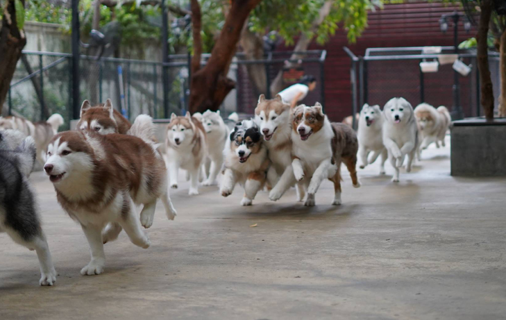 husky cafe Bangkok