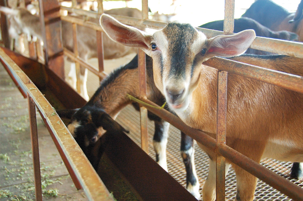 animal farm visit in singapore