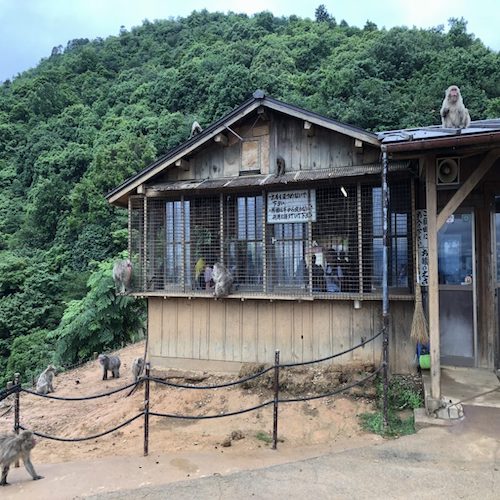 The Bamboo Forest and Monkey Park of Arashiyama in Kyoto – An Adventurous Journey to Bond with Your Kids