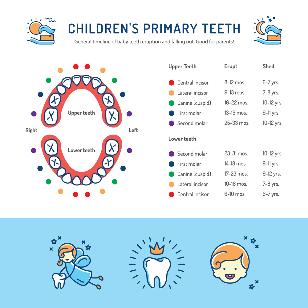 baby teeth fall out